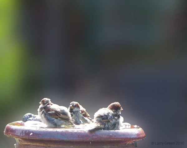 birds_on_blur